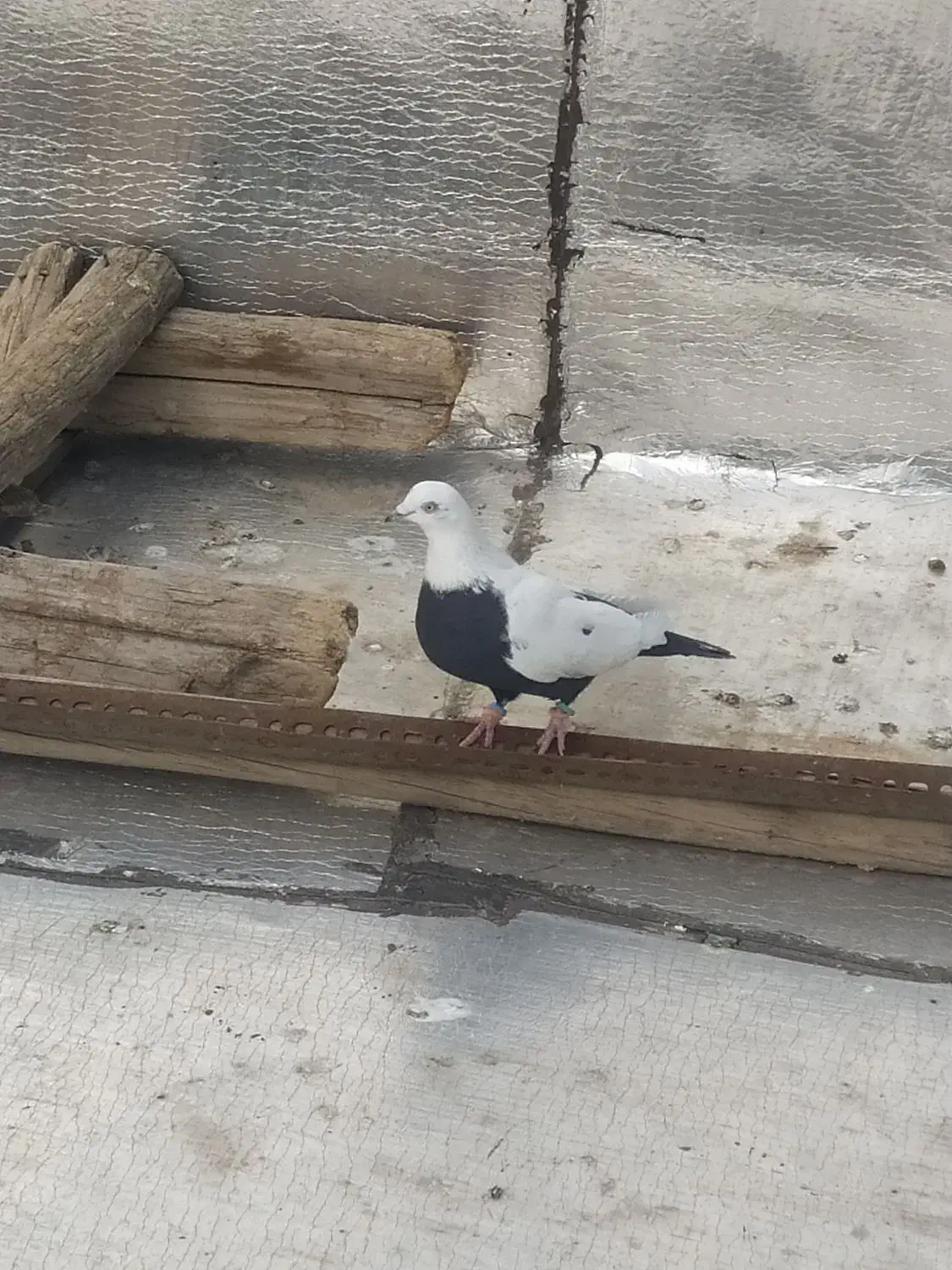 دمسیا ماده|حیوانات|همدان, |دیوار