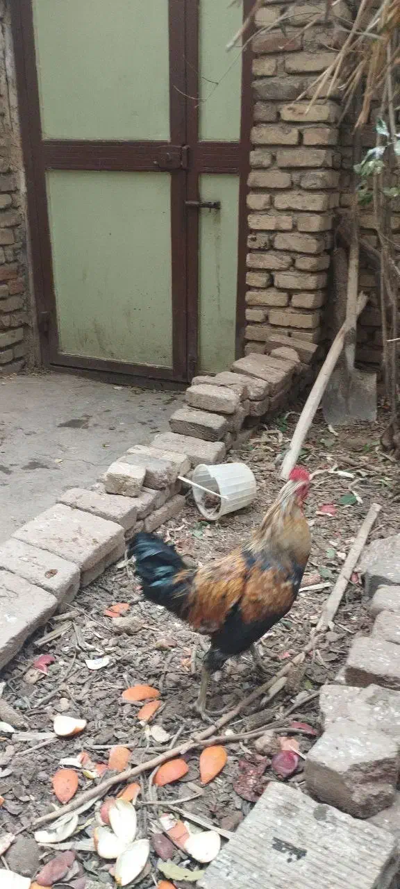 خروس سالم|حیوانات مزرعه|بروجرد, |دیوار