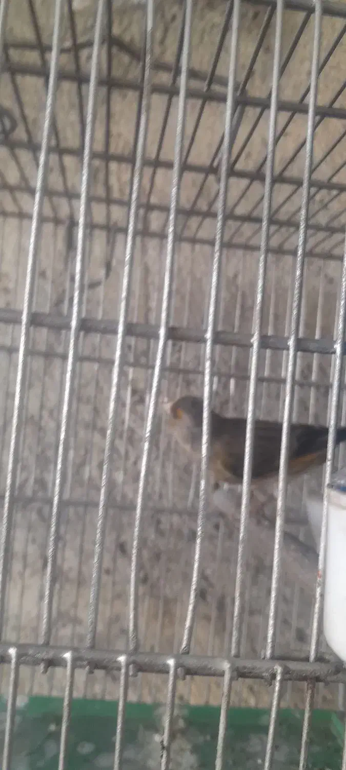 سهره قناری|پرنده|اردبیل, |دیوار