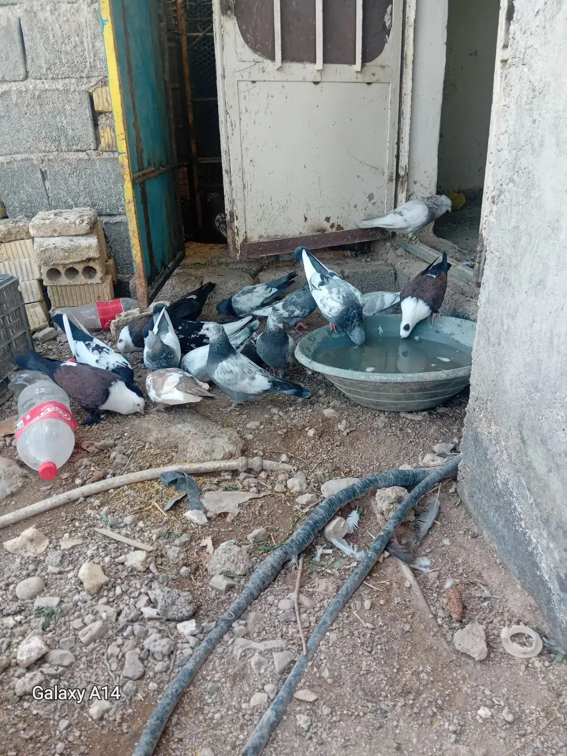 فروش همش سینه|پرنده|فسارود, |دیوار