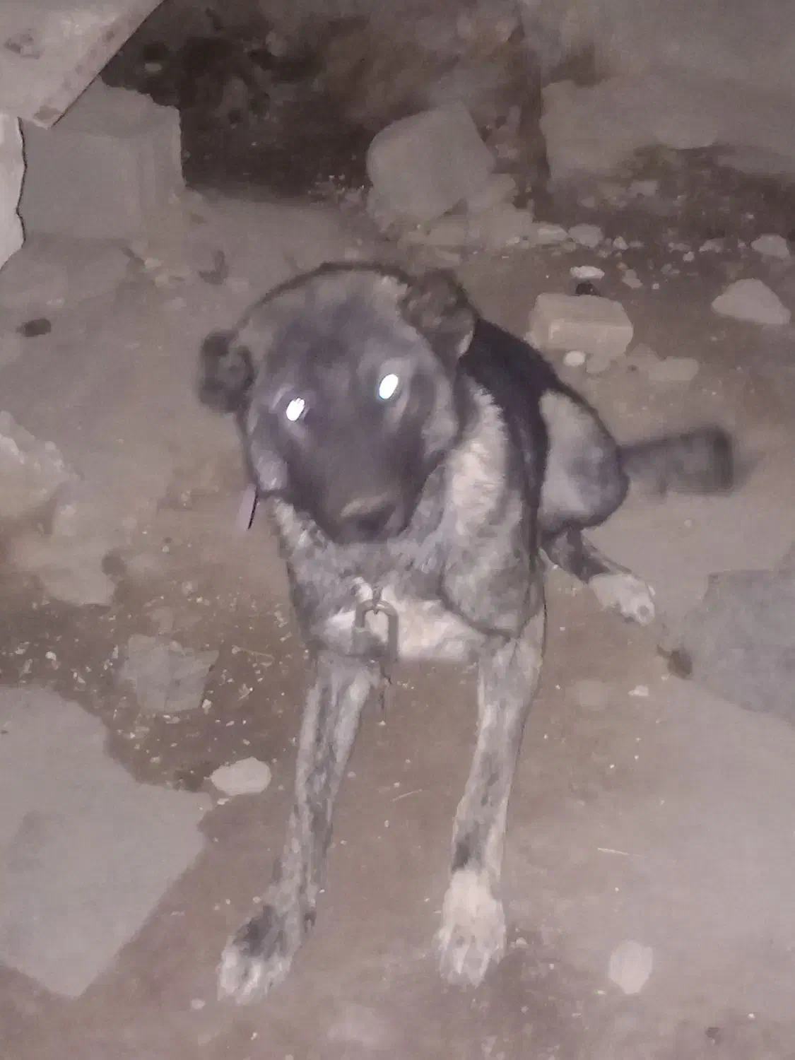 سگ نگهبان نر|سگ|ورزقان, |دیوار