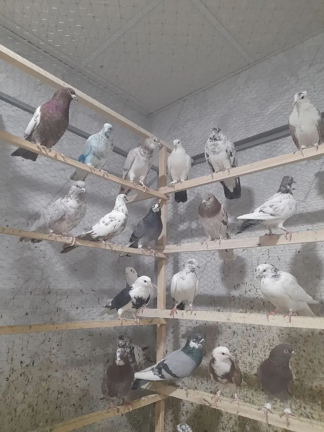 کفتر،کبوتر|پرنده|ساوه, |دیوار