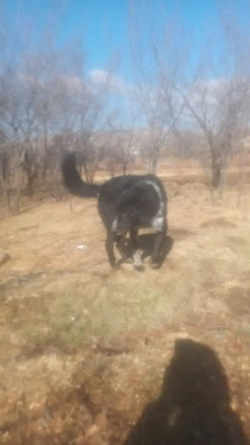 حیوانات خانگی|سگ|همدان, |دیوار