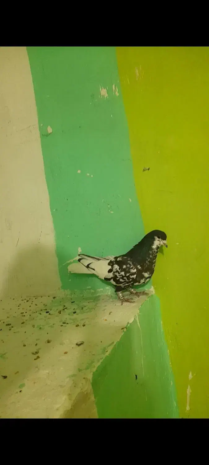 یال سیاه گلدار|پرنده|شیراز, کاراندیش|دیوار