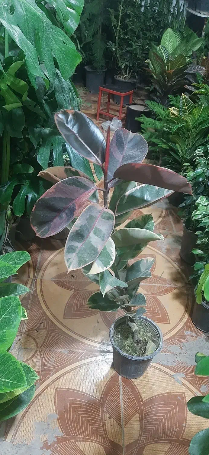 حراج انواع گل فروشی ارش|گل مصنوعی|لردگان, |دیوار