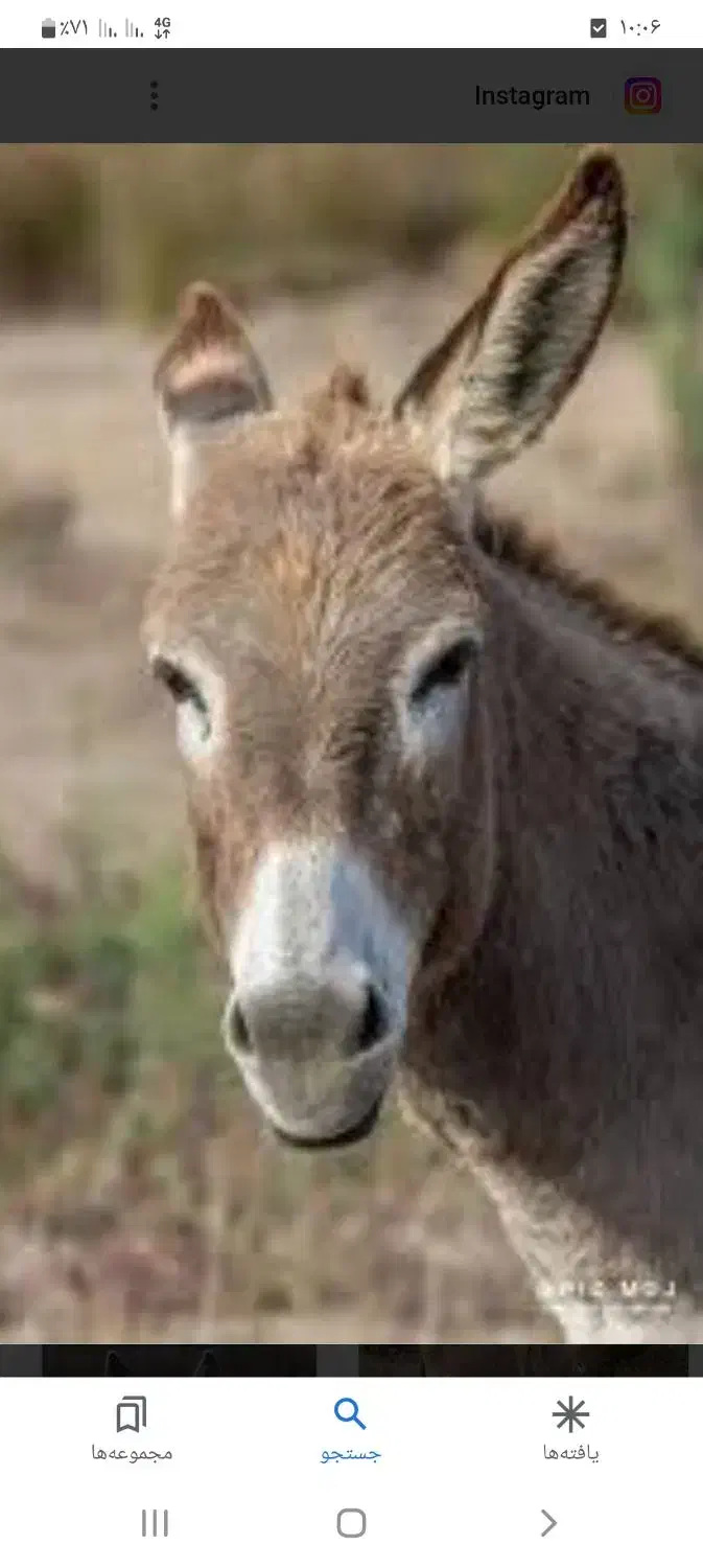 الاغ پیدا شده|حیوانات|سمیرم, |دیوار