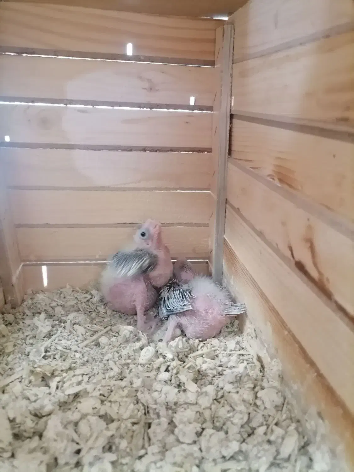 چوچه سرلاکی عروس هلندی.|پرنده|فردیس, شهرک وحدت|دیوار