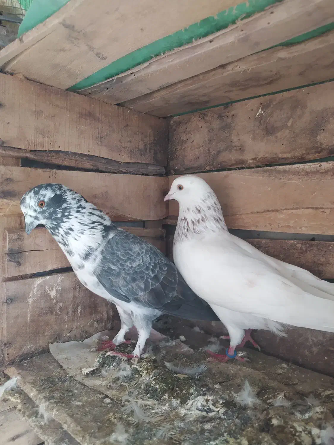 کبوتر غریبگیری|پرنده|سورک, |دیوار