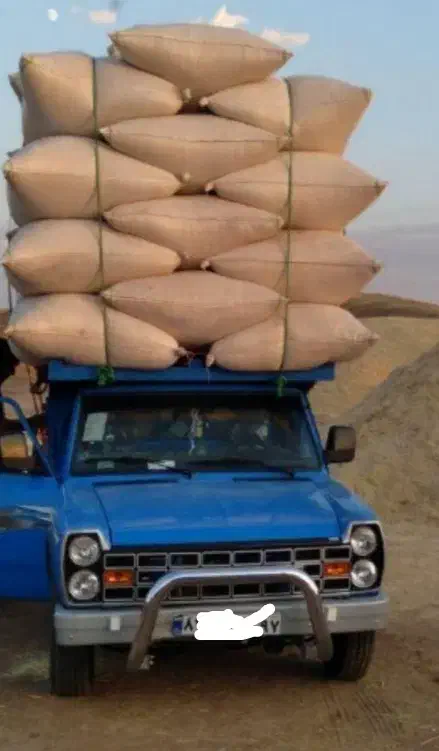 کاه گندم دیمی|عمدهفروشی|سیاهکل, |دیوار