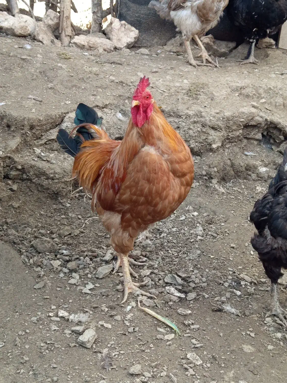 خروس محلی|حیوانات مزرعه|بانه, |دیوار