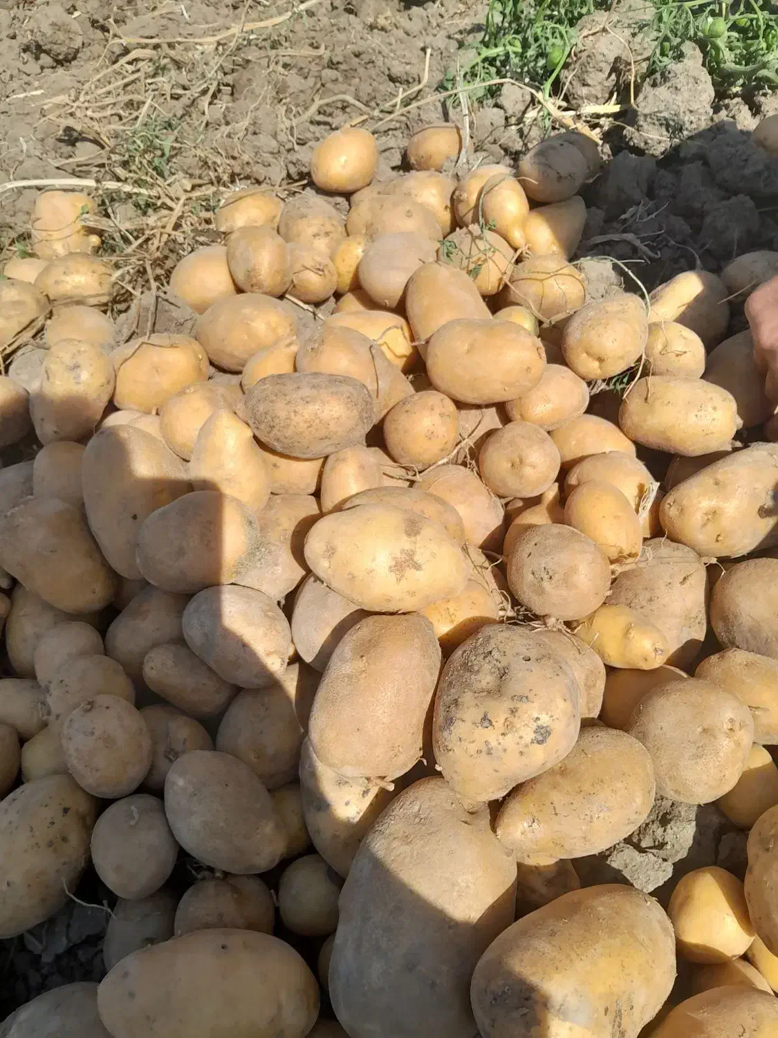 سیب زمینی|خوردنی و آشامیدنی|الشتر, |دیوار