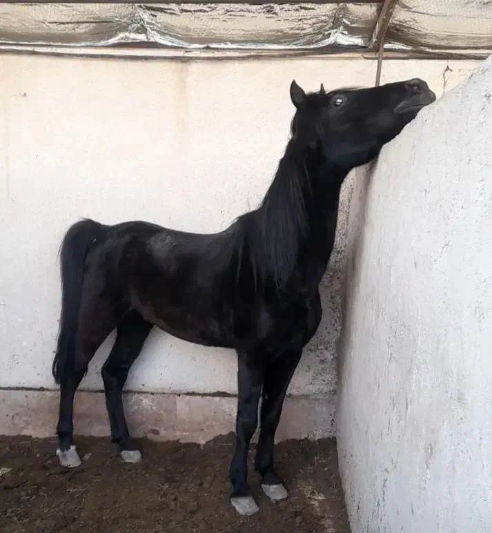 اسب کرد|اسب و تجهیزات اسب‌سواری|پیشوا, |دیوار