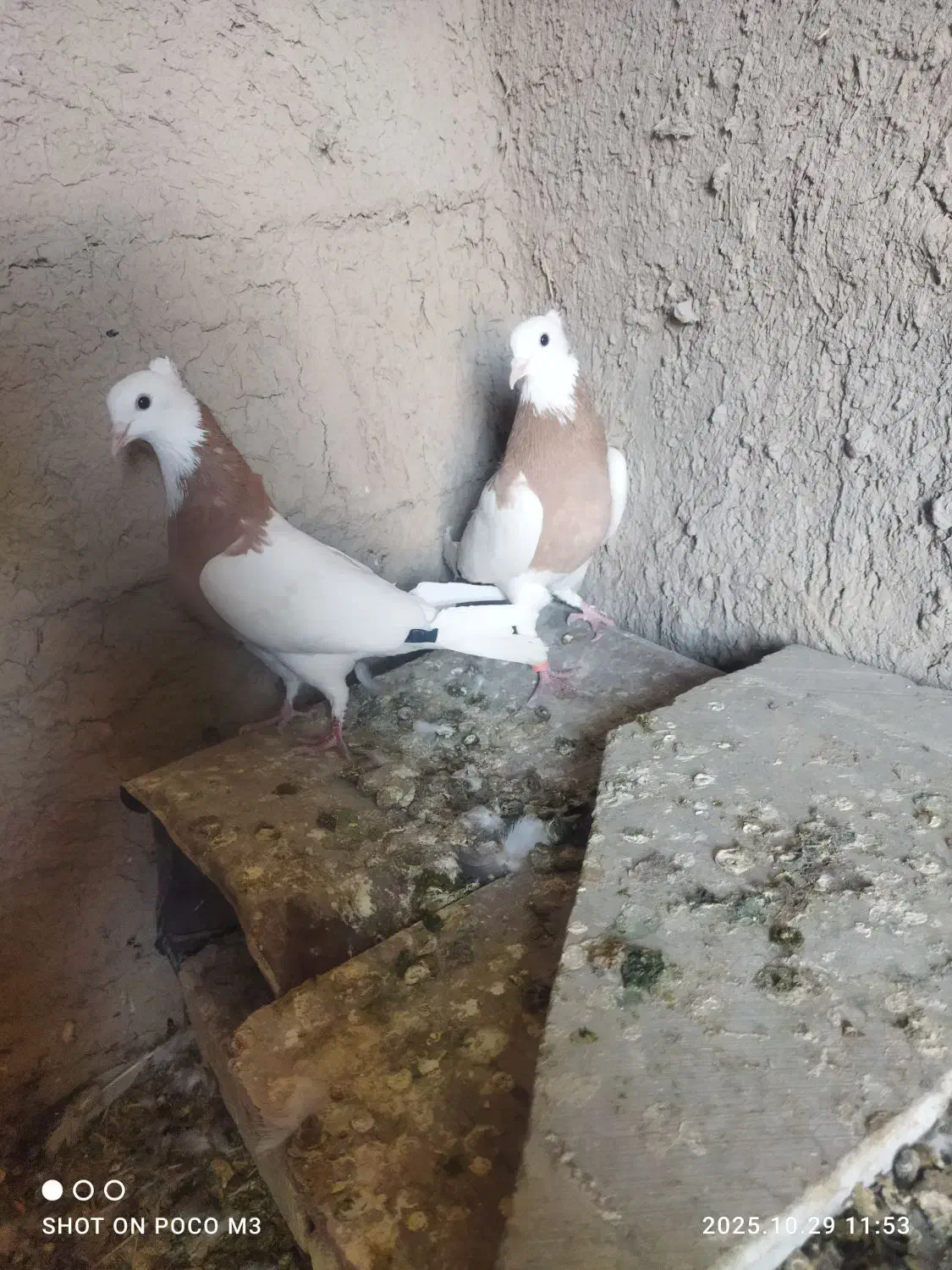 کبوتر طوق زرد|پرنده|شیراز, وزیرآباد|دیوار