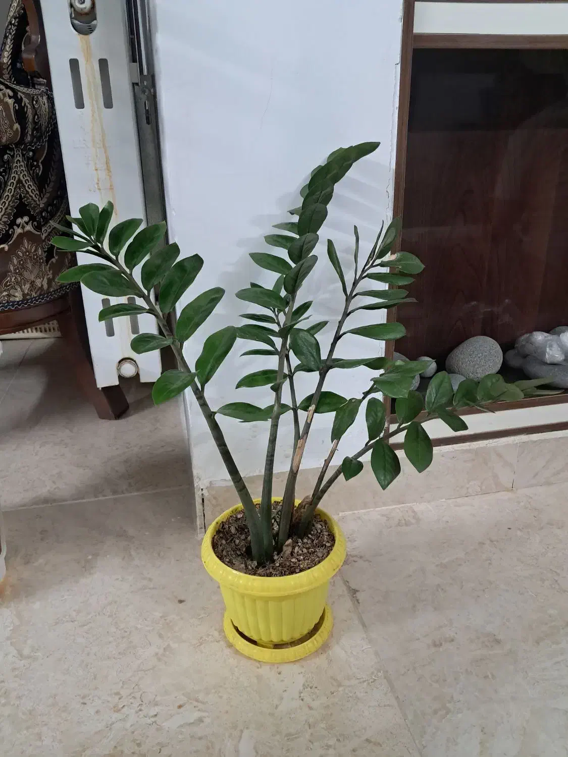 گل آپارتمانی|گل و گیاه طبیعی|یزد, |دیوار