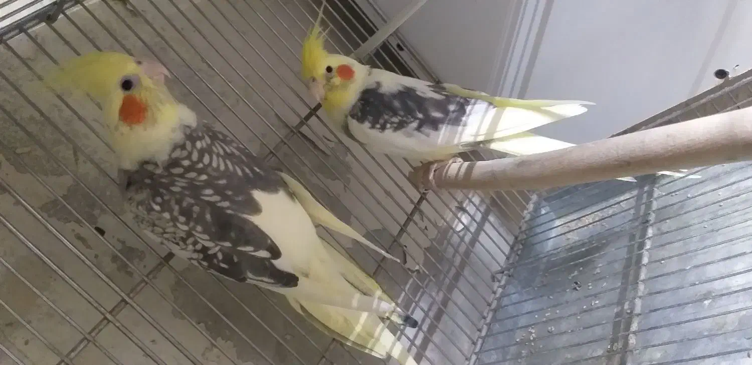 طوطی|پرنده|کرج, برغان|دیوار