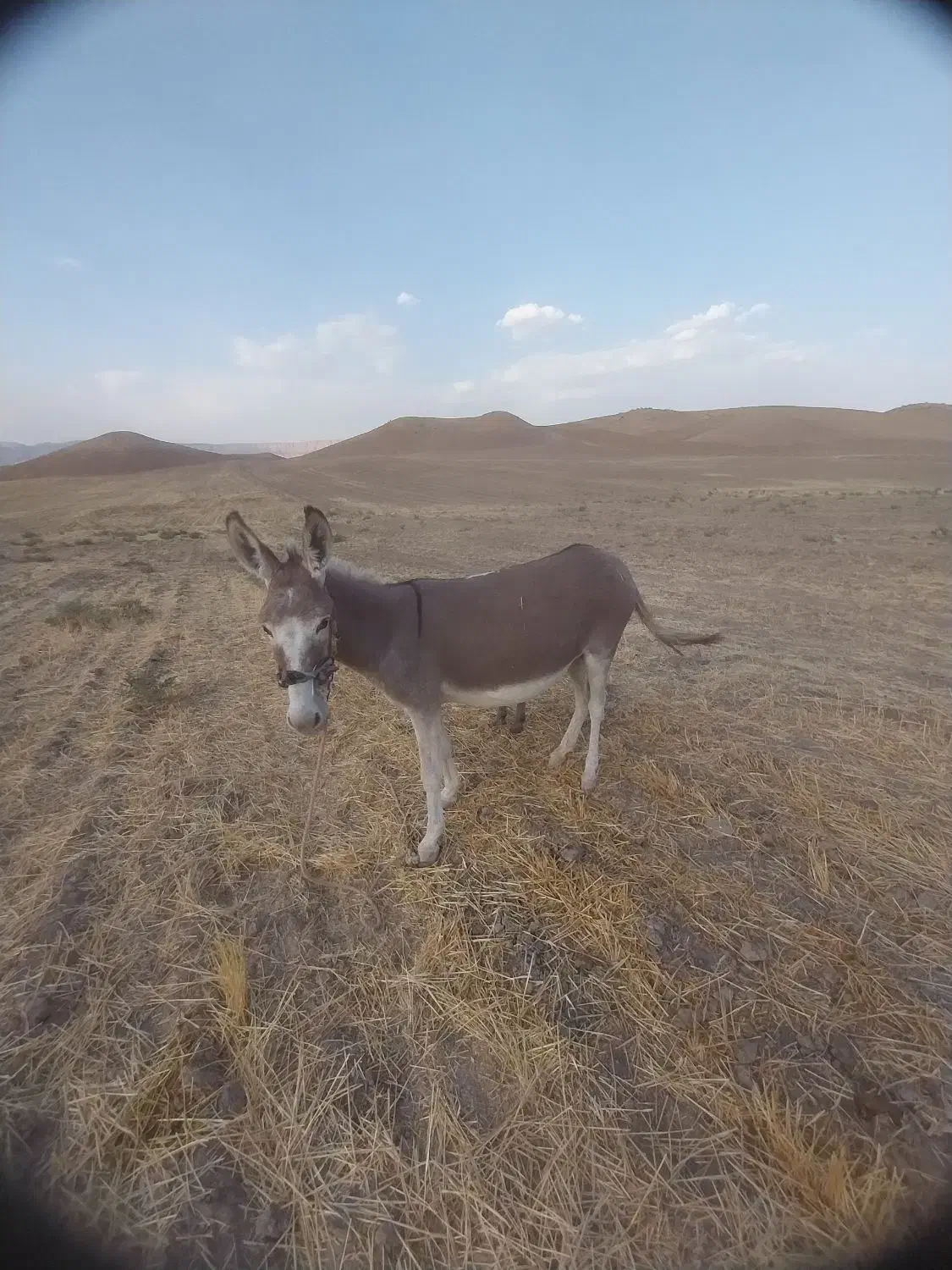 الاغ ماده با کره ماده|حیوانات مزرعه|کوهدشت, |دیوار