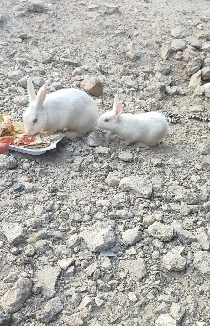 دوتا بچه خرگوش نر، یه دونه ماده چشم قرمز|موش و خرگوش|زابل, |دیوار