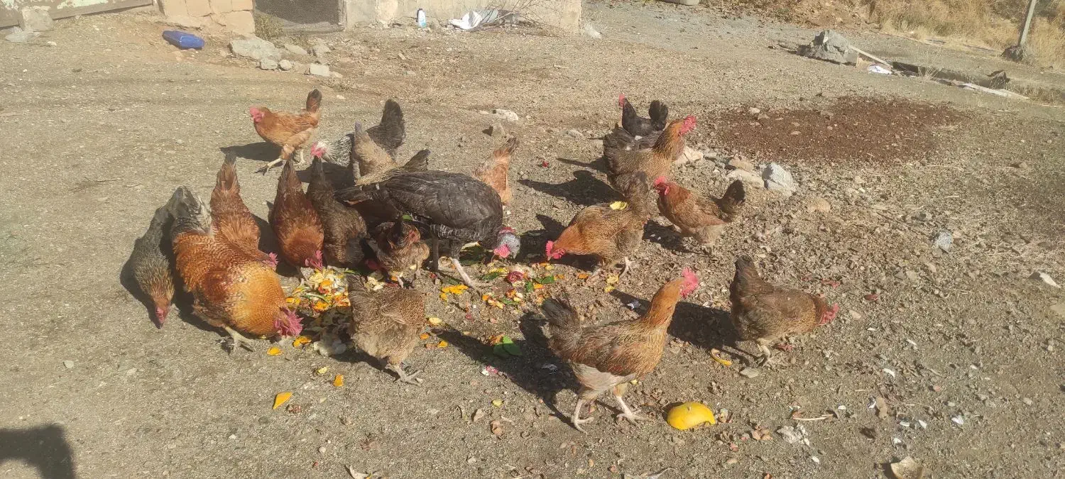 فروش 20عدد مرغ تخم گذار|حیوانات مزرعه|سقز, |دیوار