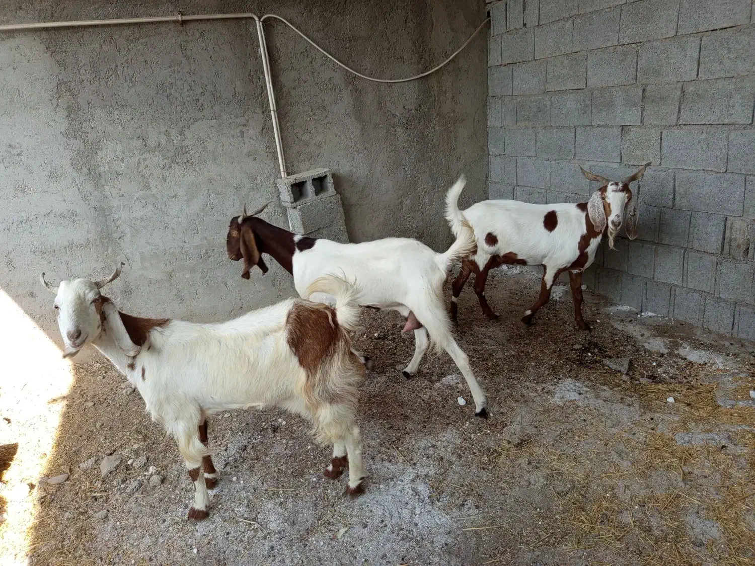 بز بعر|حیوانات مزرعه|وحدتیه, |دیوار