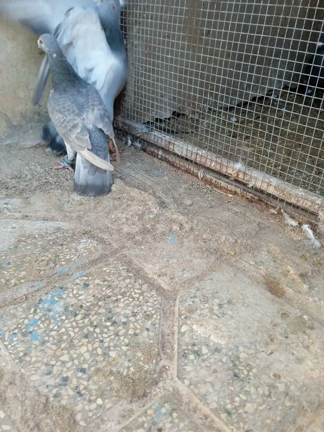 کفتر|پرنده|گناباد, |دیوار