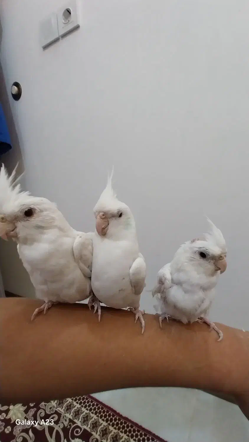 عروس هلندی آلبینو سخنگو|پرنده|الوند, |دیوار