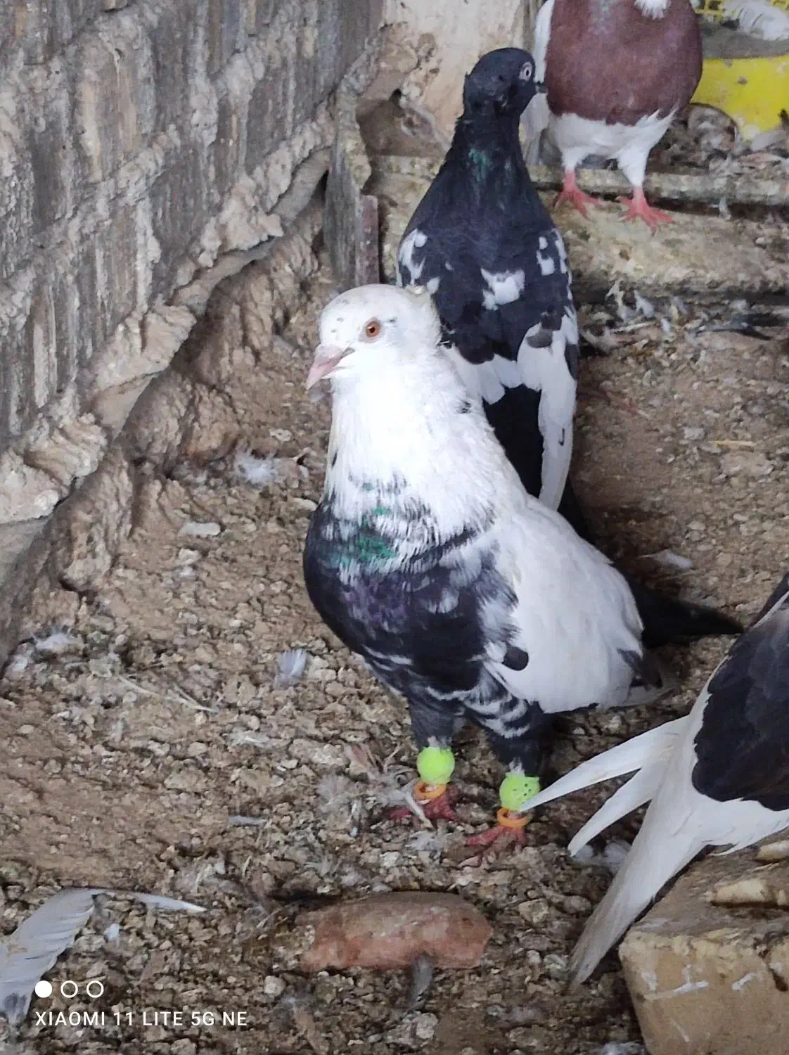 کبورت دورگ|پرنده|کارون, |دیوار