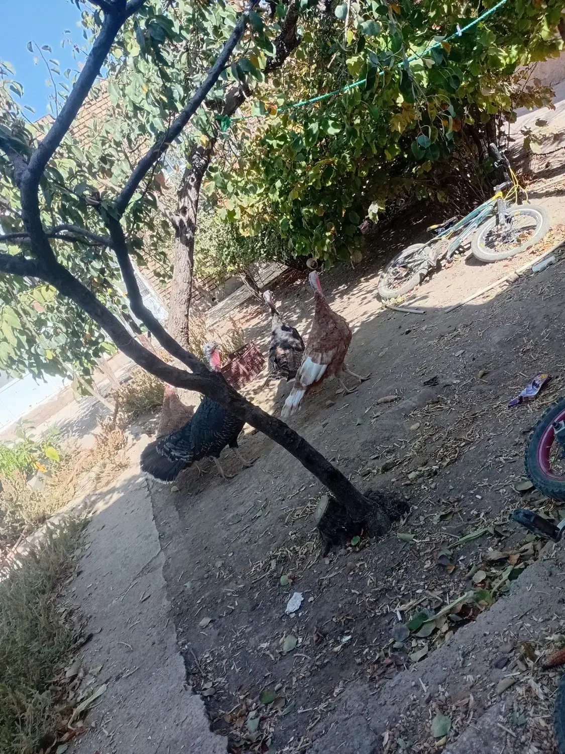 بوقلمون ماده|حیوانات مزرعه|ابهر, |دیوار