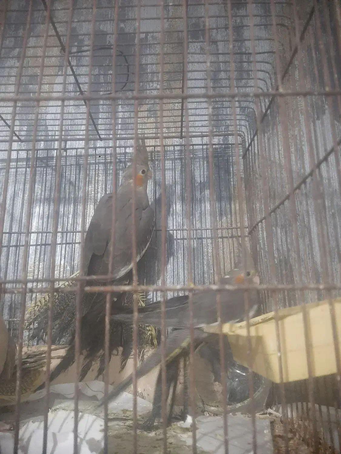 عروس هلندی|پرنده|رشت, تازه آباد|دیوار