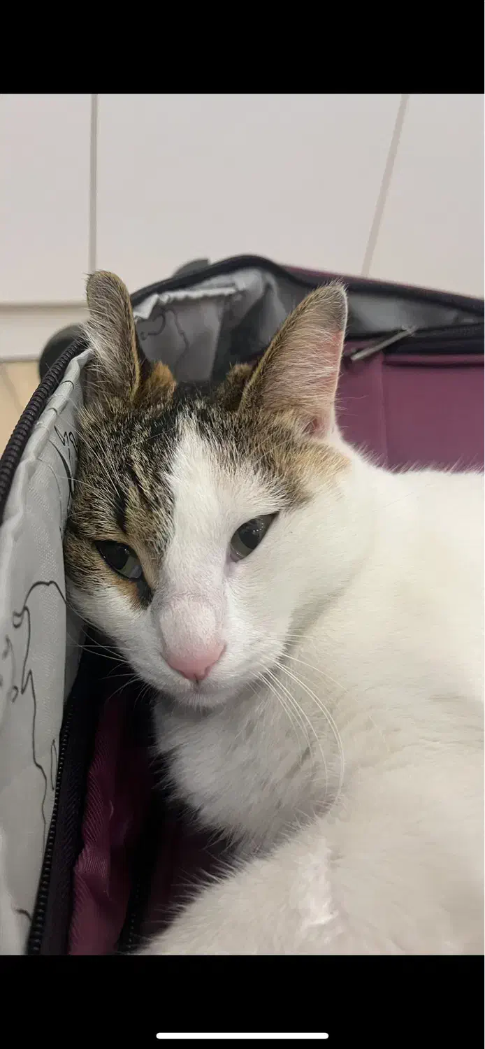 گم شدن گربه|گربه|رشت, منظریه|دیوار