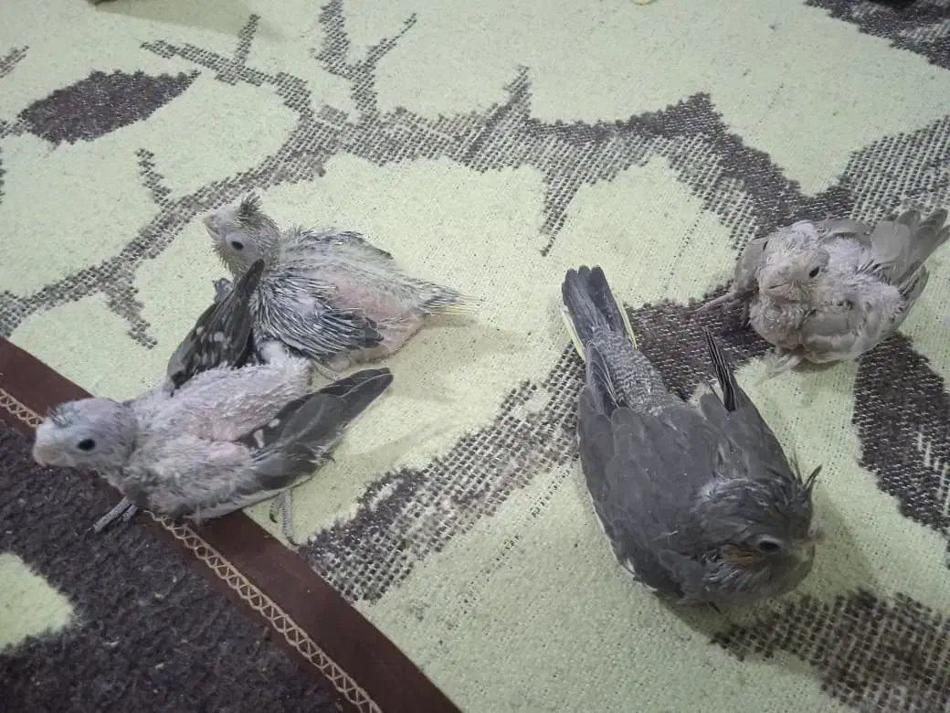 جوجه عروس هلندی|پرنده|بندر کنگان, |دیوار