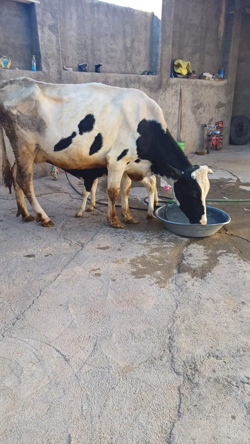 یک عددگاو وگوساله سیمینتال|حیوانات مزرعه|سنقر, |دیوار