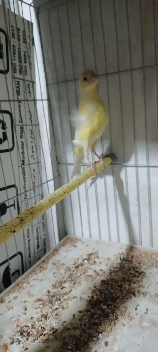 ۴تا قناری جوان طلایی و قرمز|پرنده|اردبیل, |دیوار