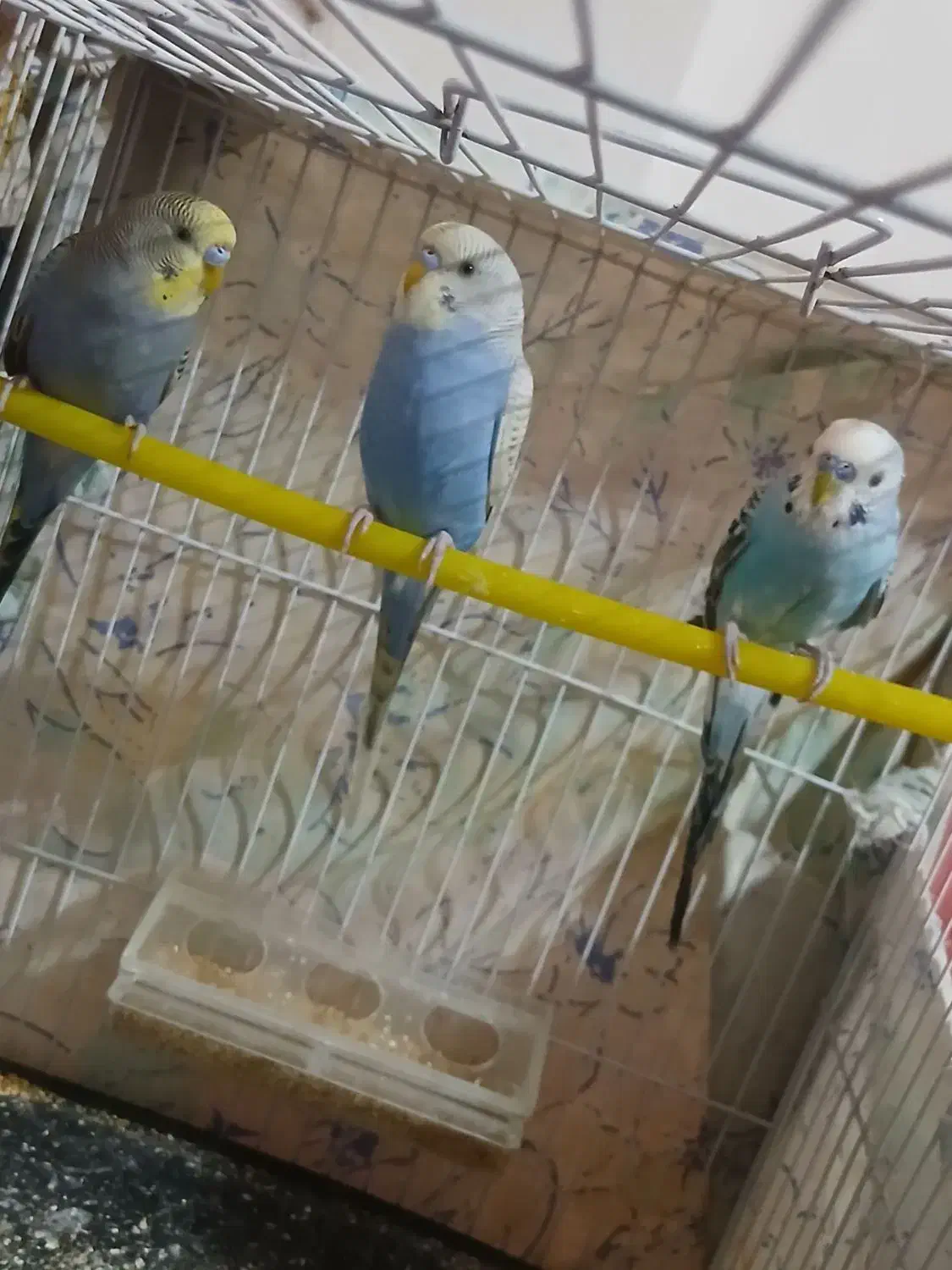 سه تا مرغ عشق فروشی|پرنده|قائن, |دیوار