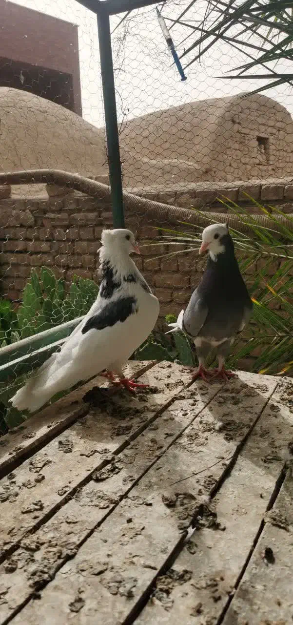 کبوتر بااصالت|پرنده|قم, باغ کرباسی|دیوار