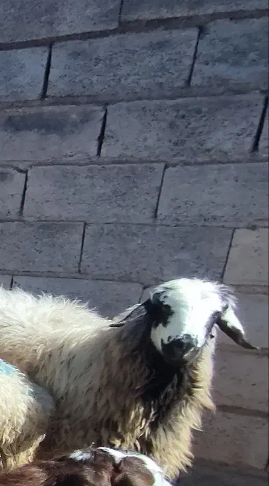 گوسفند|حیوانات|ارسنجان, |دیوار