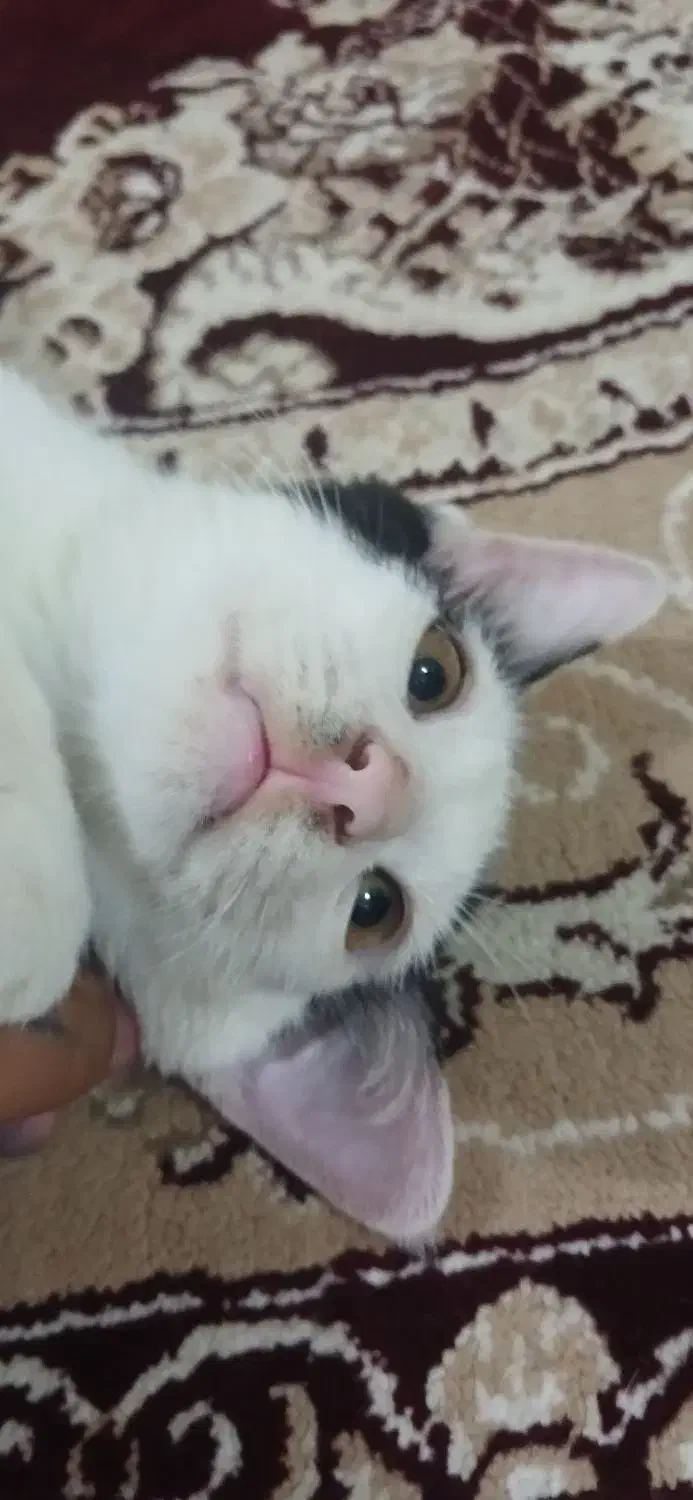 گربه سفید و مشکی|گربه|گالیکش, |دیوار