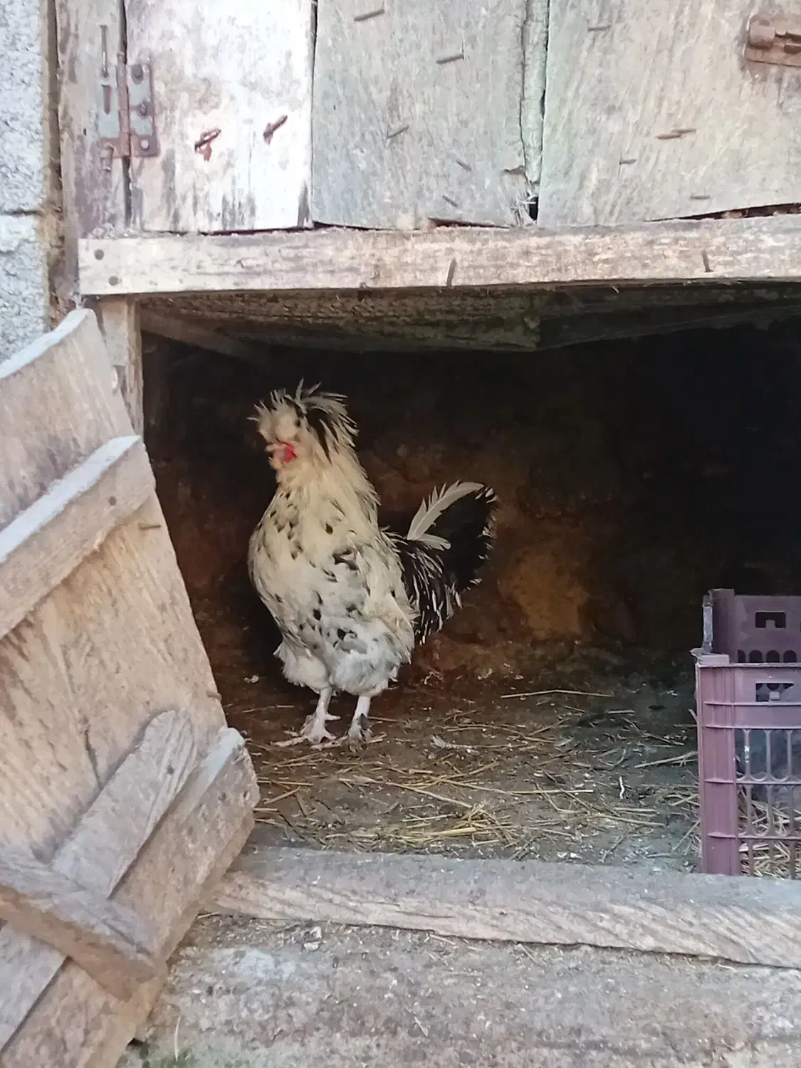 نژاد اصیل لهستانی|حیوانات مزرعه|چابکسر, |دیوار