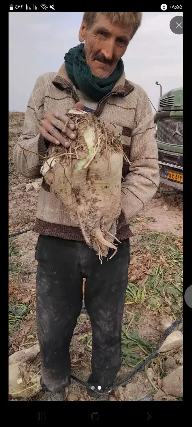 چغندر قند مخصوص دام درجه1|لوازم جانبی حیوانات|چناران, |دیوار