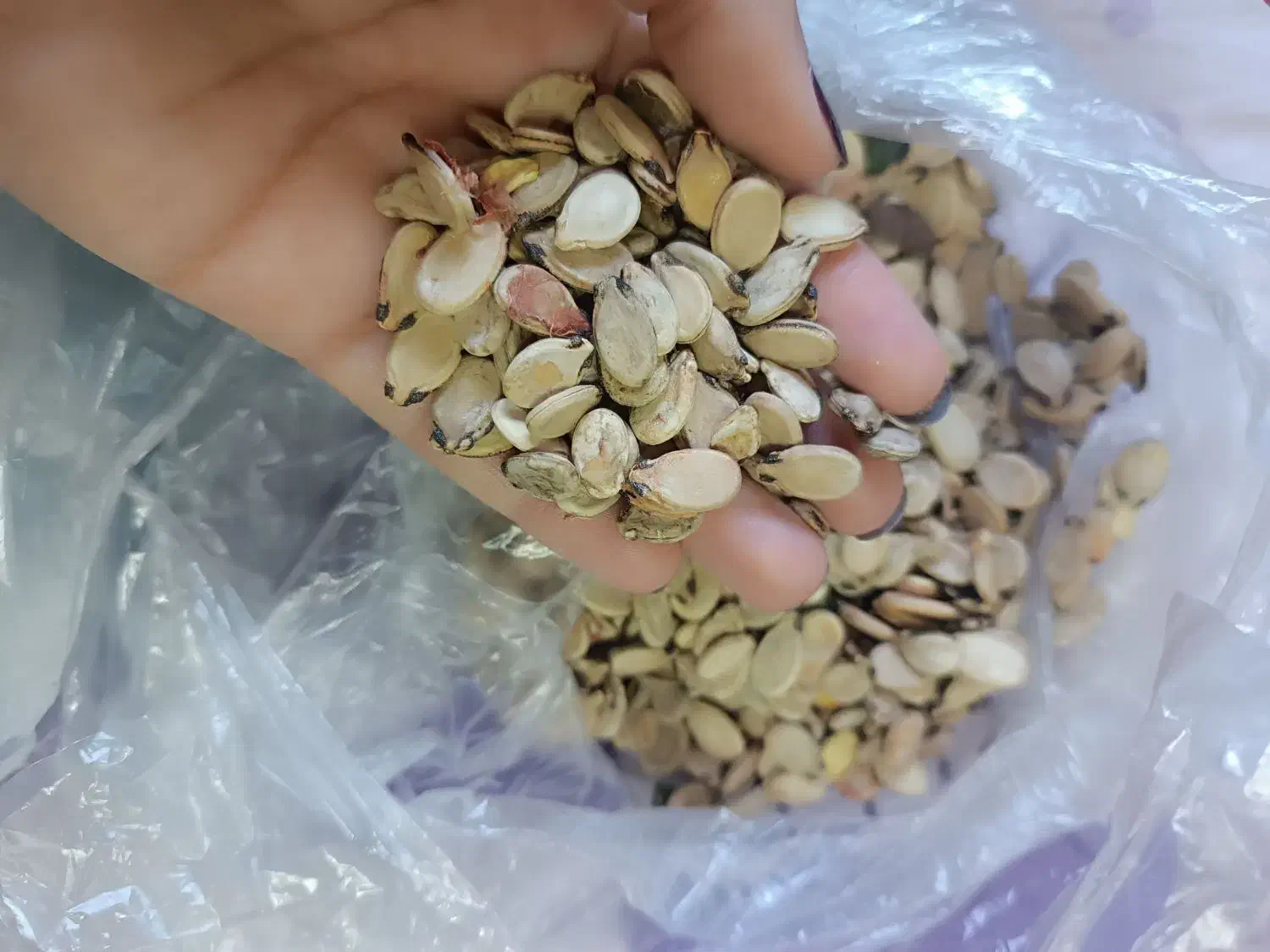 تخمه هندوانه تازه و خوش طعم|عمده‌فروشی|گلی داغ, |دیوار