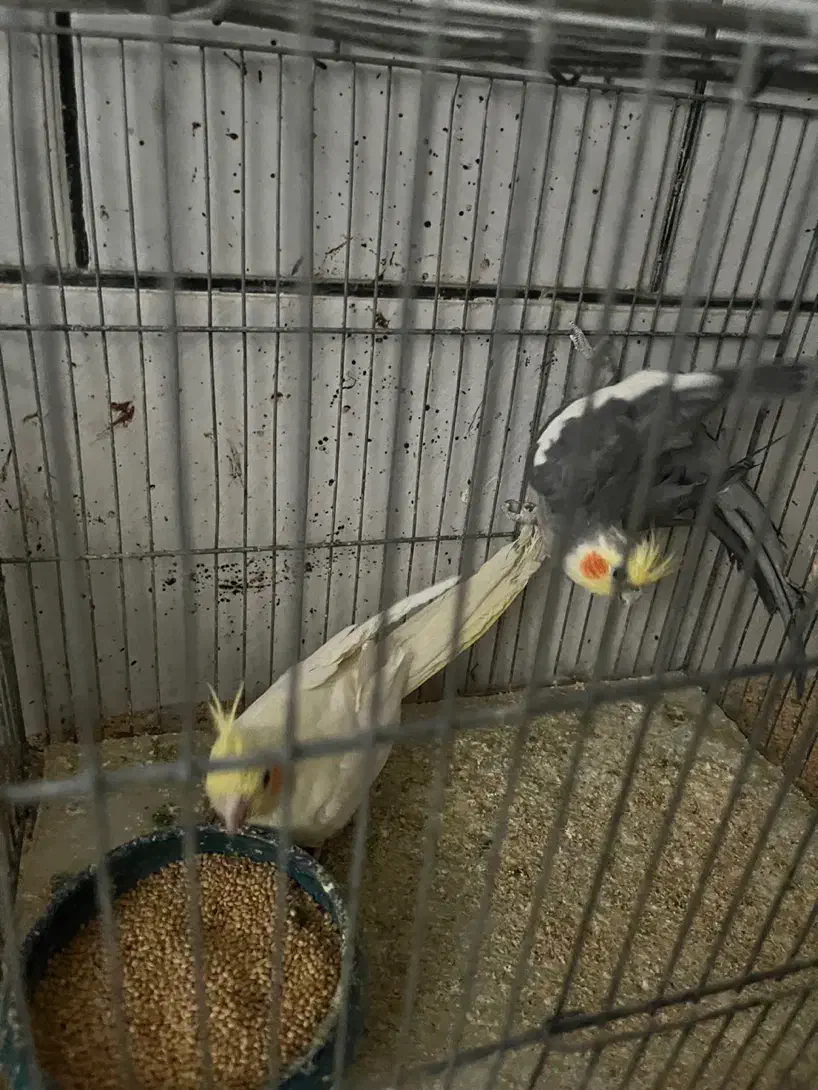 یک جفت عروس هلندی نیمه دستی|پرنده|نجف‌آباد, مجاهد شمالی|دیوار