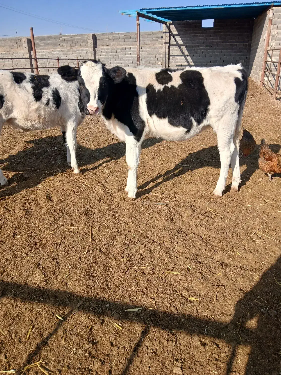 گوساله|حیوانات مزرعه|تربت جام, میان جام|دیوار