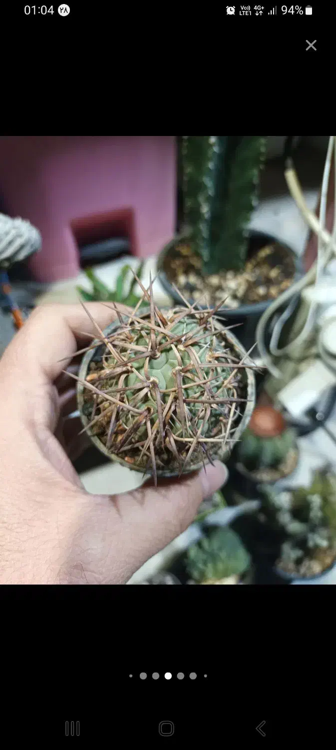 کاکتو س|گل و گیاه طبیعی|شاهین‌شهر, طالقانی|دیوار