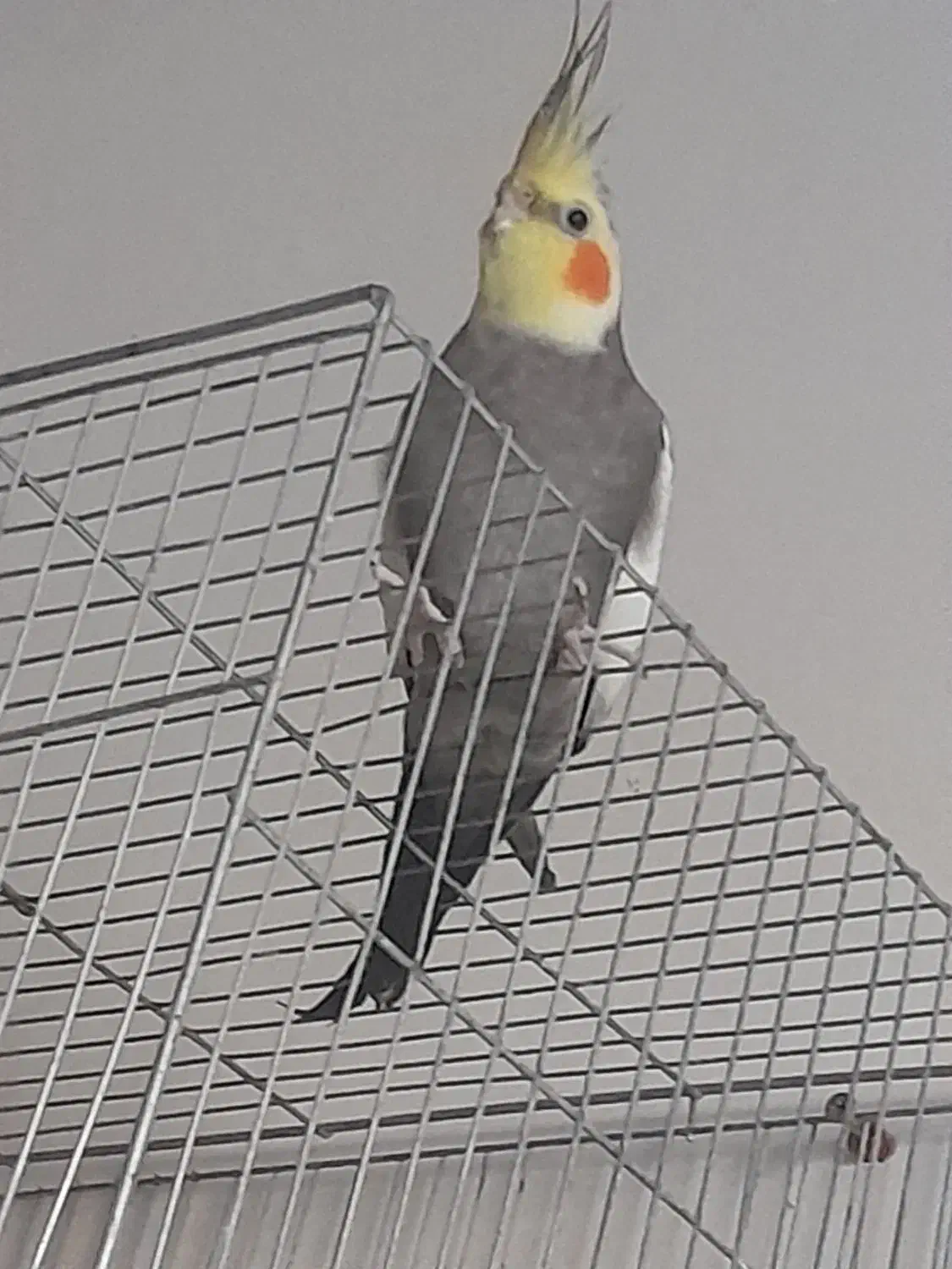 یک جفت عروس هلندی نر فندق ماده لیمو|پرنده|خلخال, |دیوار