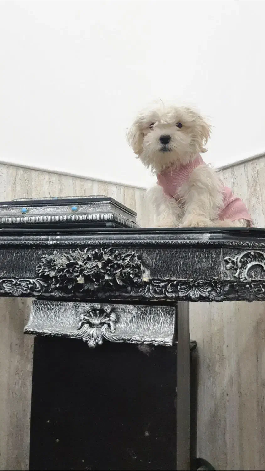 واگذار ‌‌سگ‌شیتزو لطفا‌بخونید حتما..نر|سگ|یزد, |دیوار