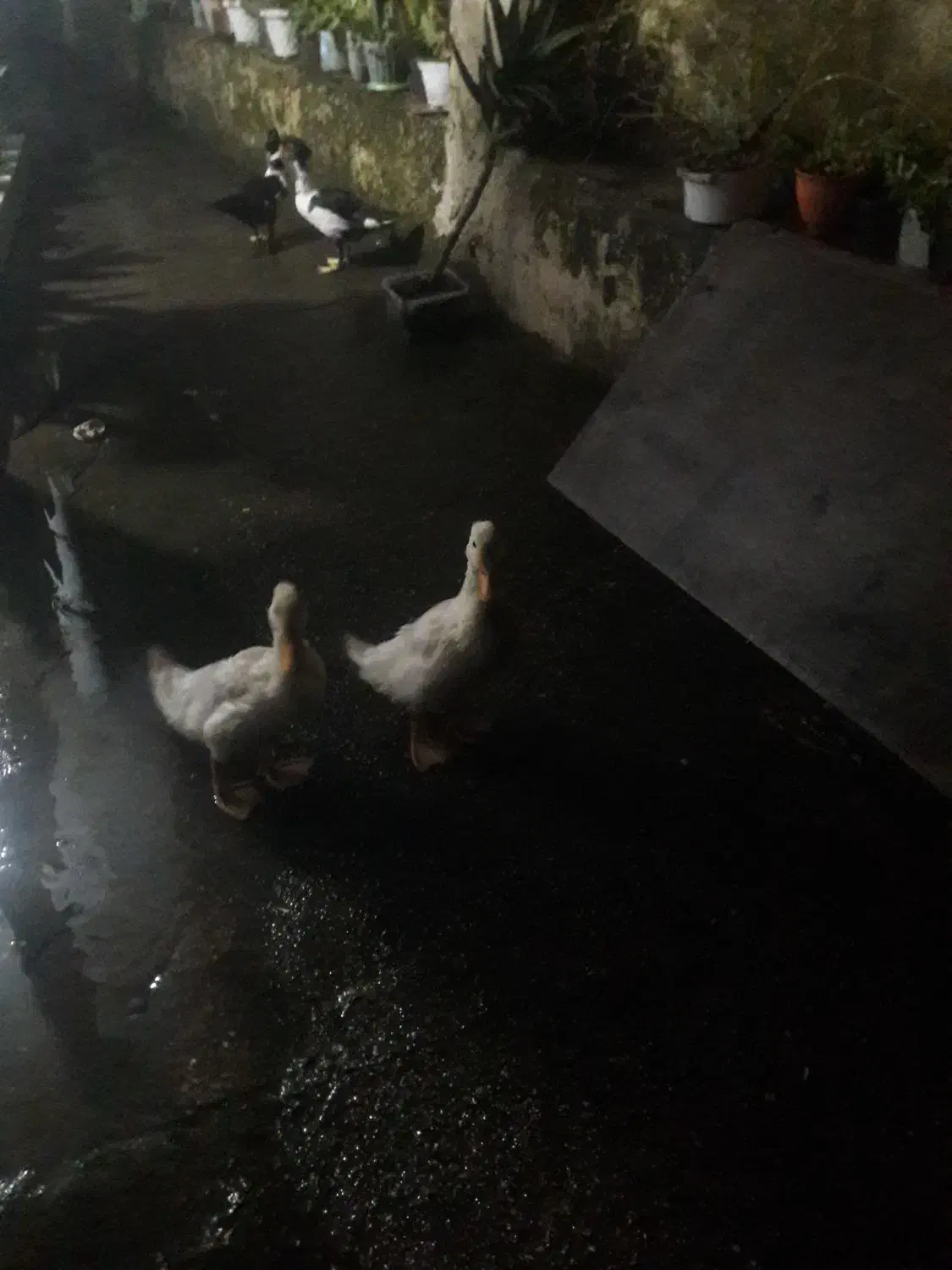 اردک بگبگی|پرنده|نوشهر, |دیوار