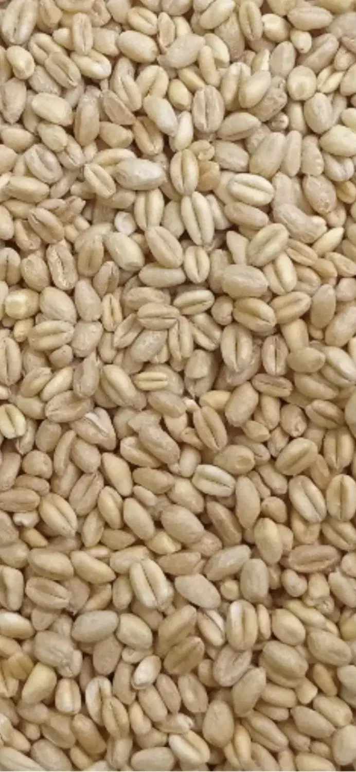 گندم ابی|عمدهفروشی|کنگاور, |دیوار