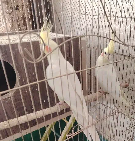 عروس هلندی وطوطی برزیلی|پرنده|نجف‌آباد, کشاورز|دیوار