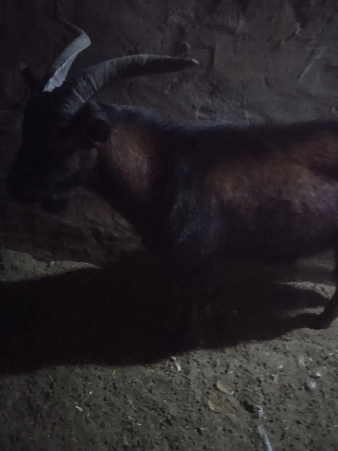 نربز آلپاین وسانن فروشی و معاوضه|حیوانات مزرعه|سلیمان, |دیوار