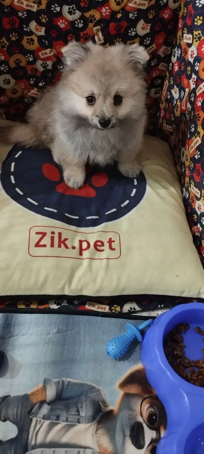 پامر عروسکی بسیار ریز|سگ|کهریزک, |دیوار