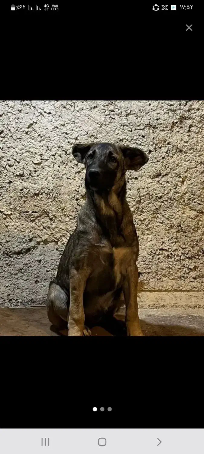 سگ گله ونگهبان|سگ|درمیان, |دیوار